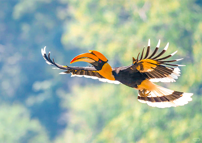 Malayan Rhinoceros Hornbill in Kinabatangan River