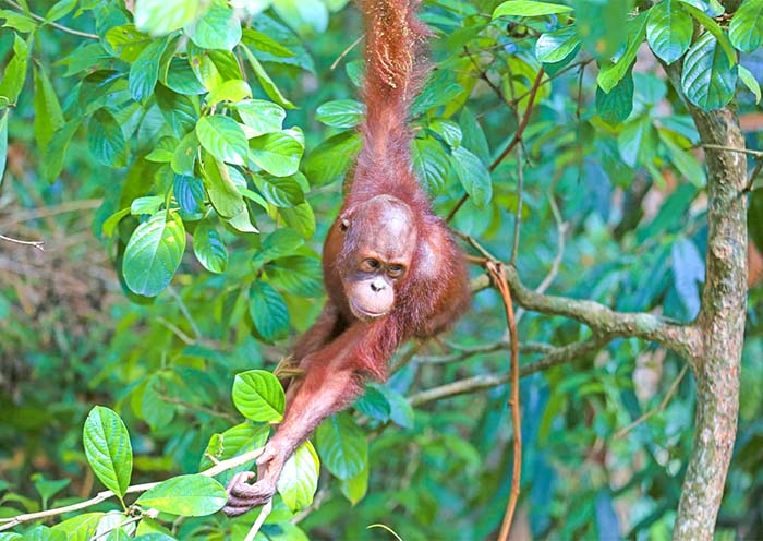 Orangutans along Kinabatangan River 