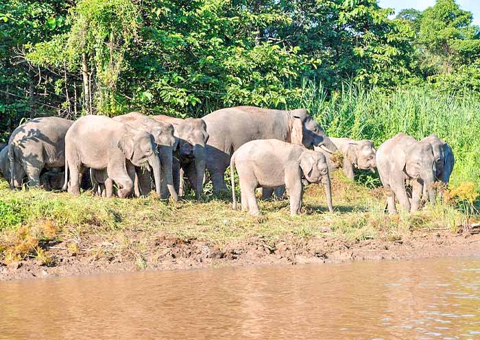 Kinabatangan's Pygmy Elephants
