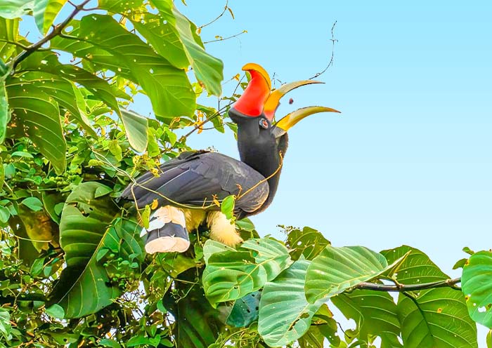 Malayan Rhinoceros Hornbill in Kinabatangan River