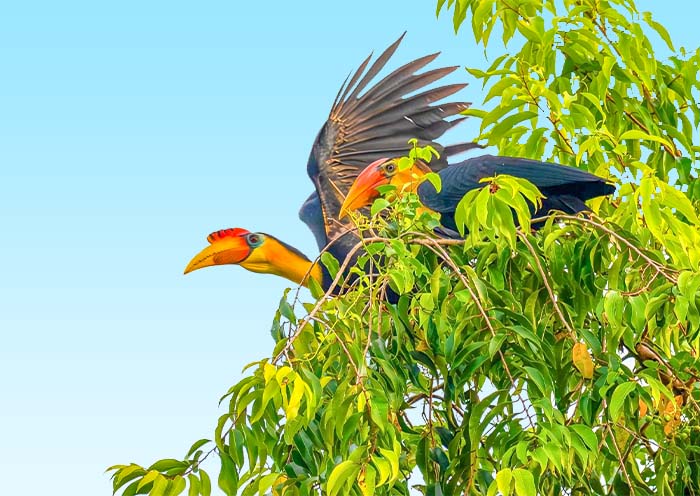 Malayan Rhinoceros Hornbill in Kinabatangan River