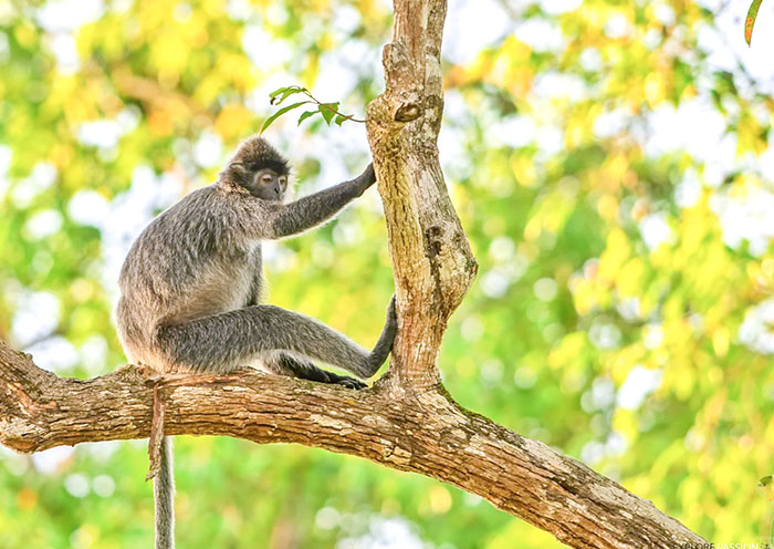 Long-Tailed Macaques in  Kinabatangan River 