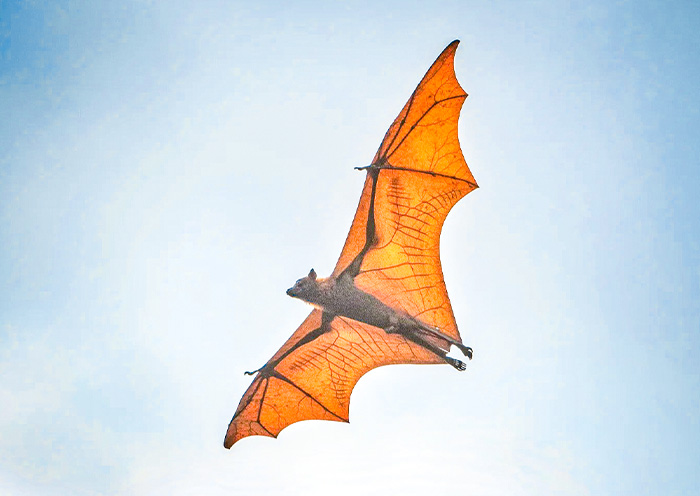 Bats in Kinabatangan River 