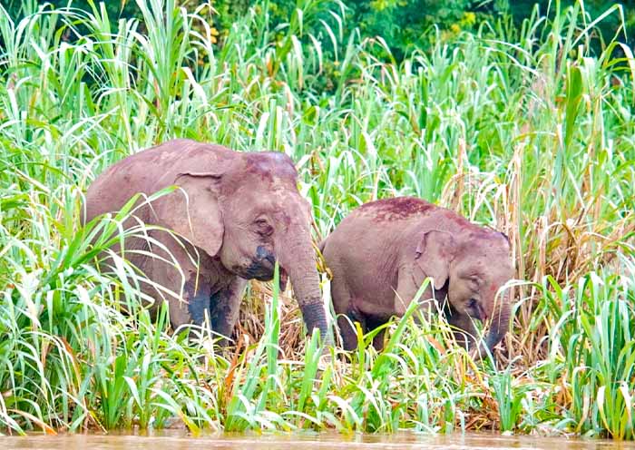 Kinabatangan's Pygmy Elephants