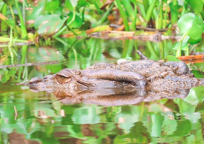  Crocodiles along Kinabatangan River 