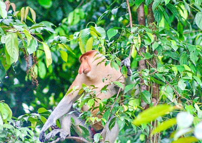 Proboscis Monkeys along Kinabatangan River 