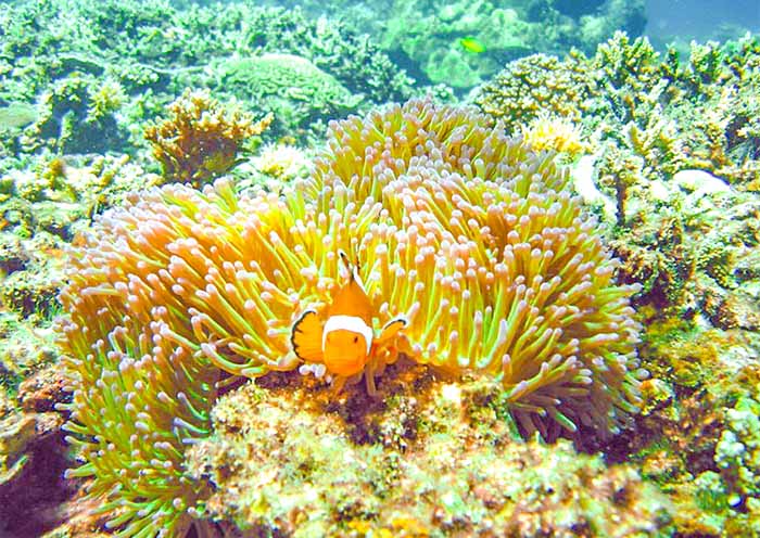 Kota Kinabalu Island Hopping