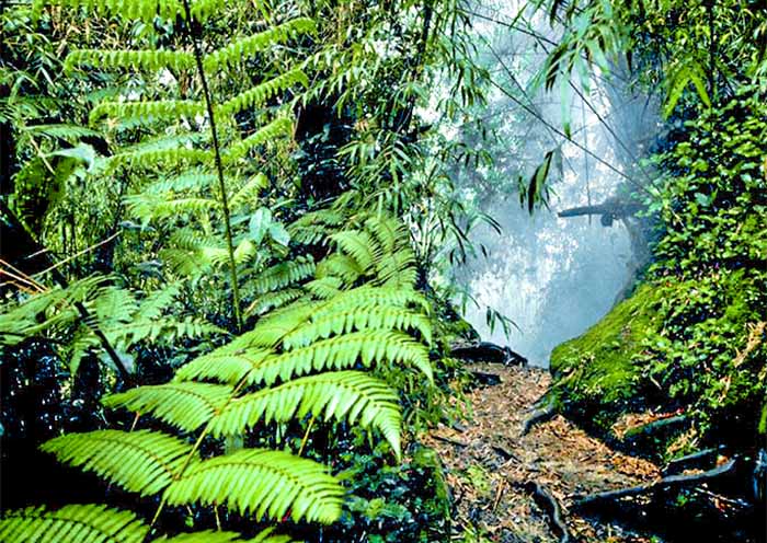 Mossy Forest in Cameron Highlands