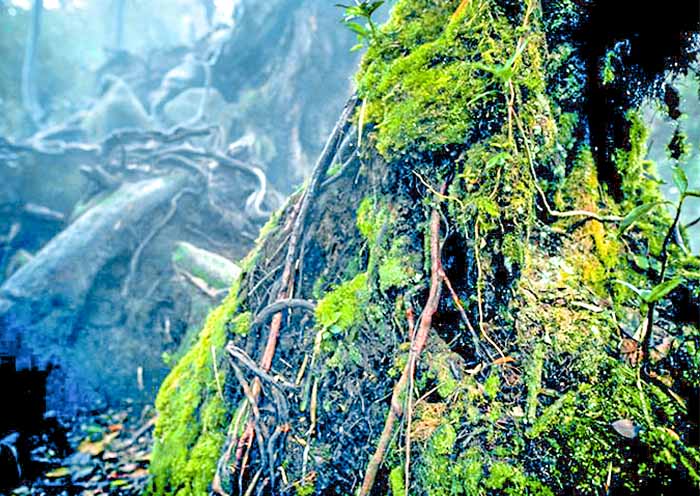 Mossy Forest in Cameron Highlands