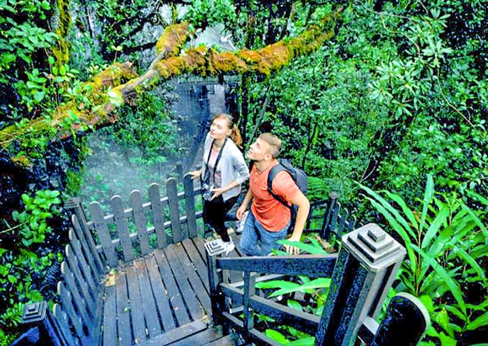 Mossy Forest in Cameron Highlands