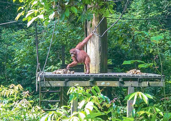 Sepilok Orangutan Rehabilitation Centre