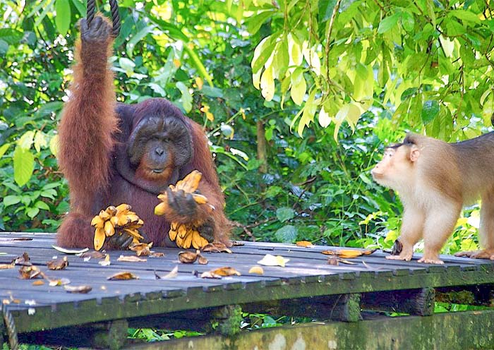 Sepilok Orangutan Rehabilitation Centre