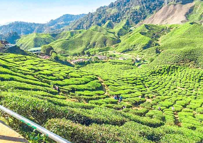 Tea plantation & Factory in Cameron Highlands