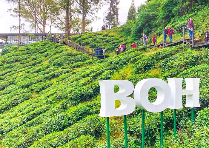 Tea plantation & Factory in Cameron Highlands