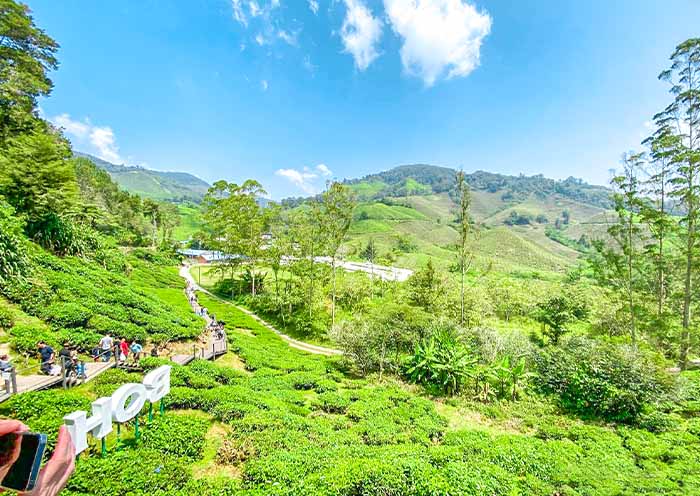Tea plantation & Factory in Cameron Highlands