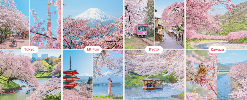 Cherry Blossom Spots in Japan