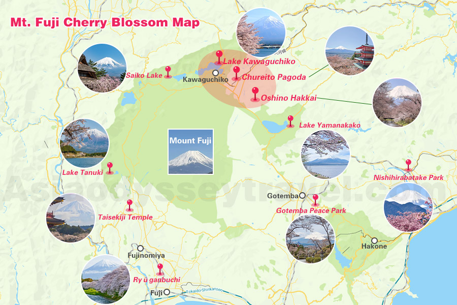 Mount Fuji Cherry Blossom Map
