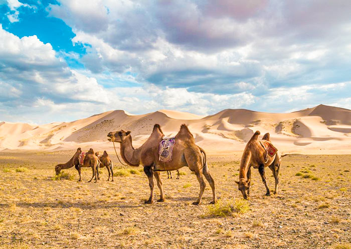 Camel Riding at Gobi Gurvansaikhan National Park