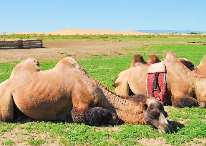 Gobi Gurvansaikhan National Park Camel 