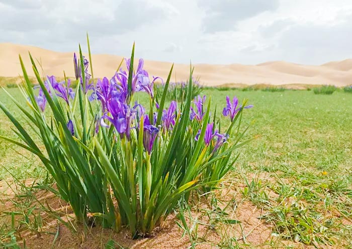 Gobi Gurvansaikhan National Park
