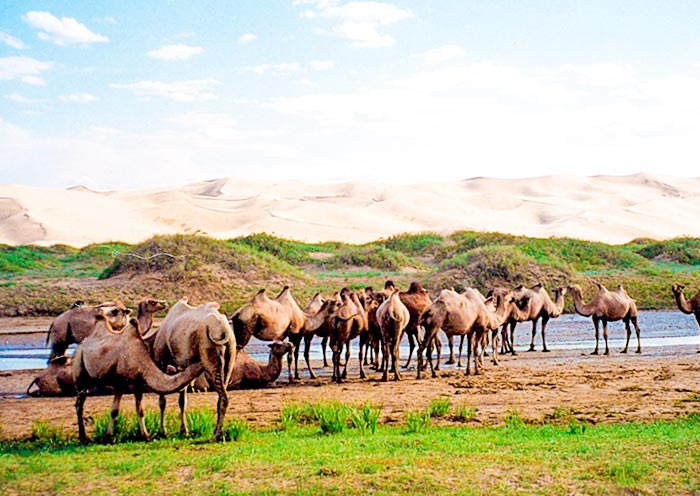 Gobi Gurvansaikhan National Park