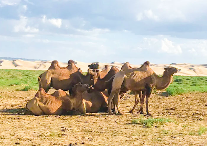 Camel Riding at Gobi Gurvansaikhan National Park