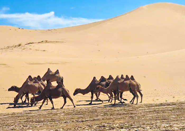 Camel Riding at Gobi Gurvansaikhan National Park