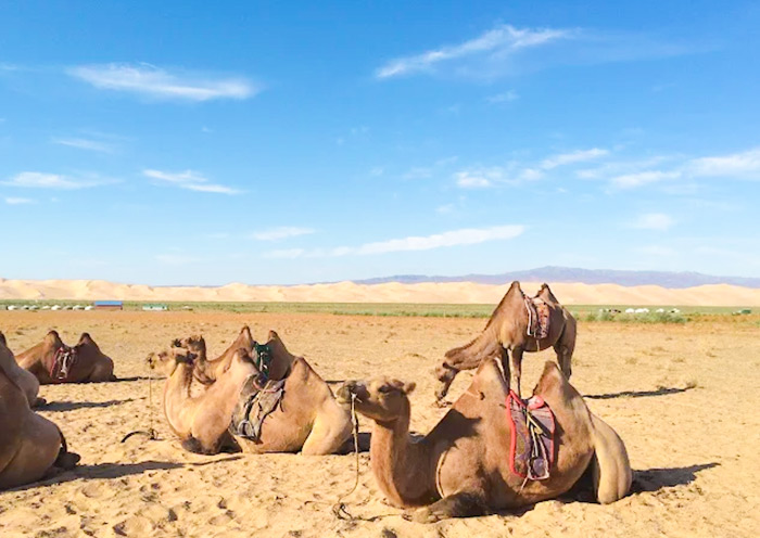 Camel Riding at Gobi Gurvansaikhan National Park