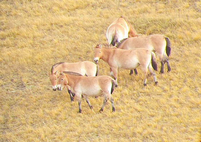 Przewalski's Horse at Hustai National Park