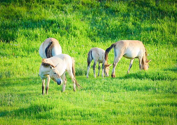 Hustai National Park, Mongolia