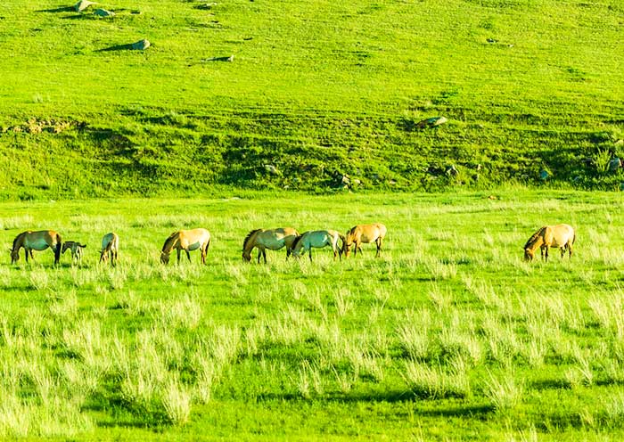 Hustai National Park