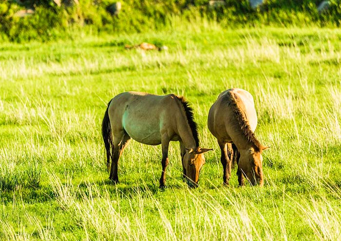 Hustai National Park