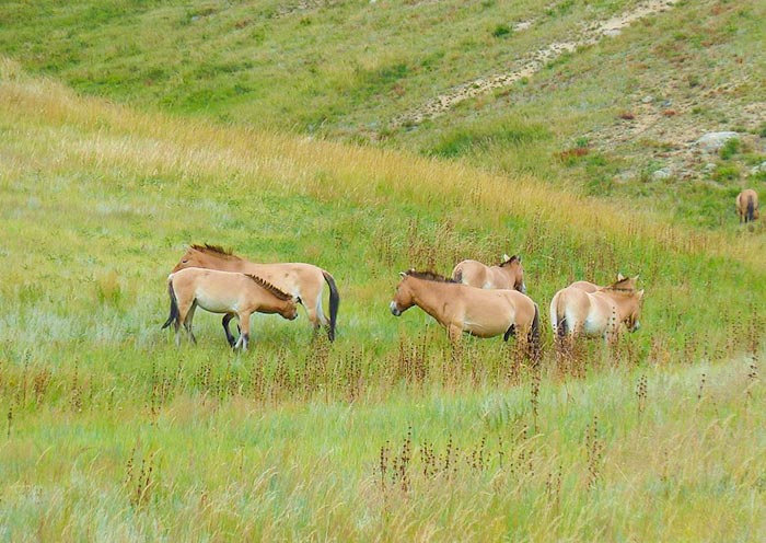 Przewalski's Horse at Hustai National Park