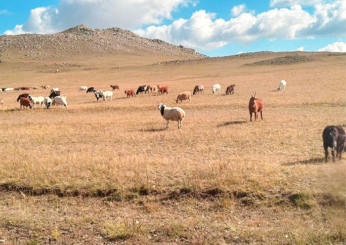 Przewalski's Horse at Hustai National Park