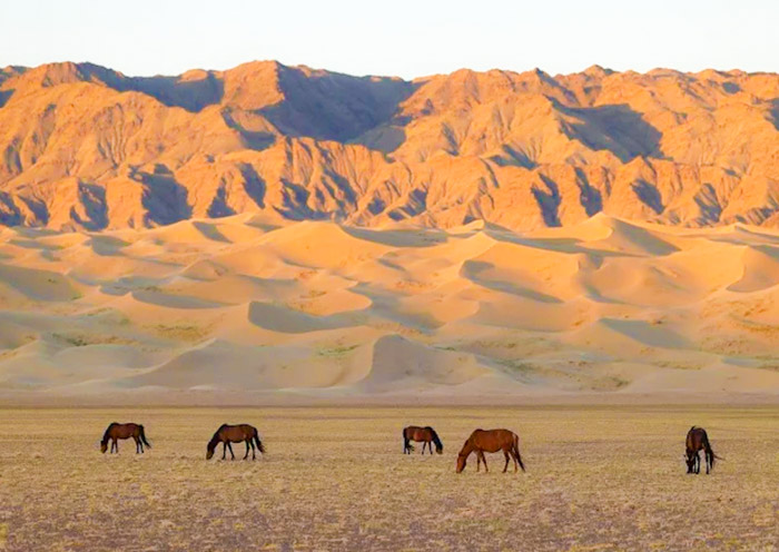 Khongor Sand Dunes, Largest in Mongolia