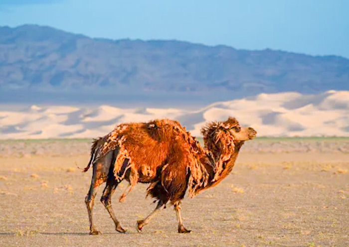 Camel at Khongor Sand Dunes