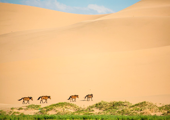 Khongor Sand Dunes, Golden World