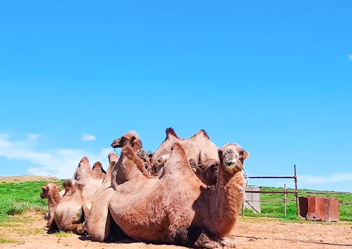 Camel at Khongoryn Els Sand Dunes