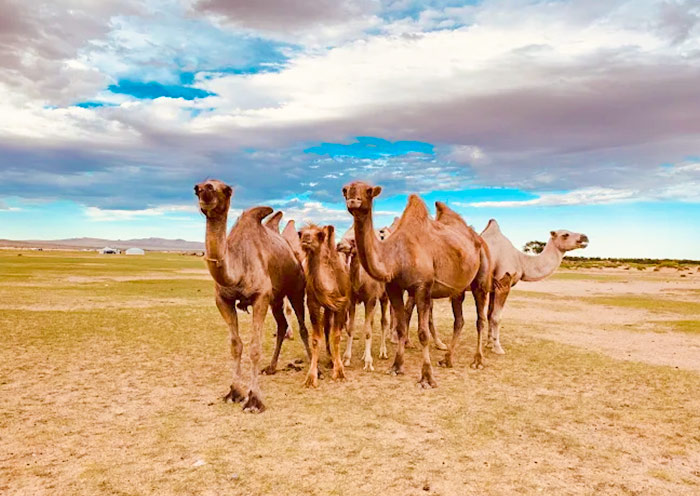 Camel Riding at Khongoryn Els Sand Dunes