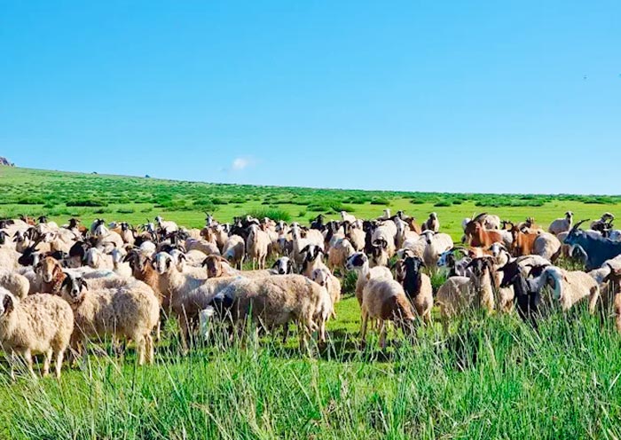 Khongoryn Els Sand Dunes
