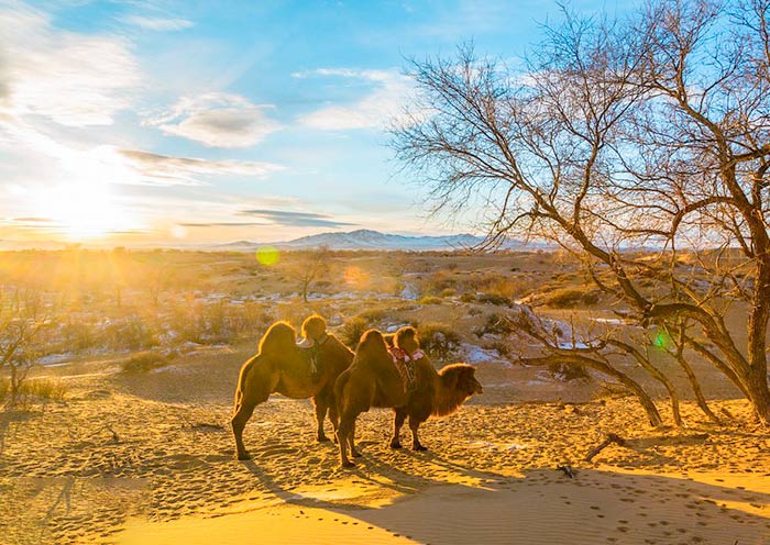 Visit Khongoryn Els Sand Dunes