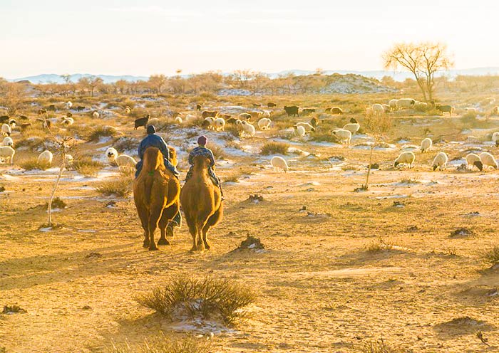 Camel Riding at Khongoryn Els Sand Dunes