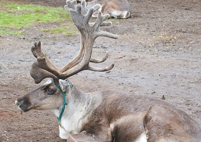 Wildlife at Lake Khövsgöl