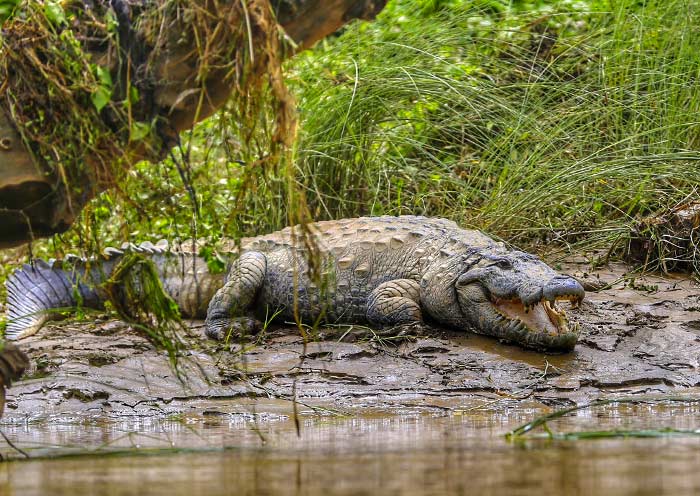 Crocodile in Chitwan National Park, Nepal