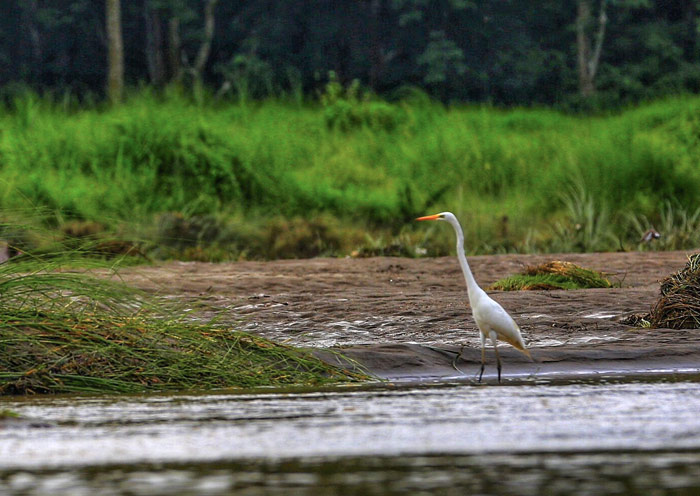 Birding in Chitwan National Park, Nepal