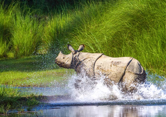 How to Visit Chitwan National Park (Photos & Facts)