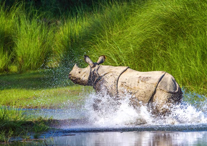 Chitwan National Park (Chitwan, Nepal)