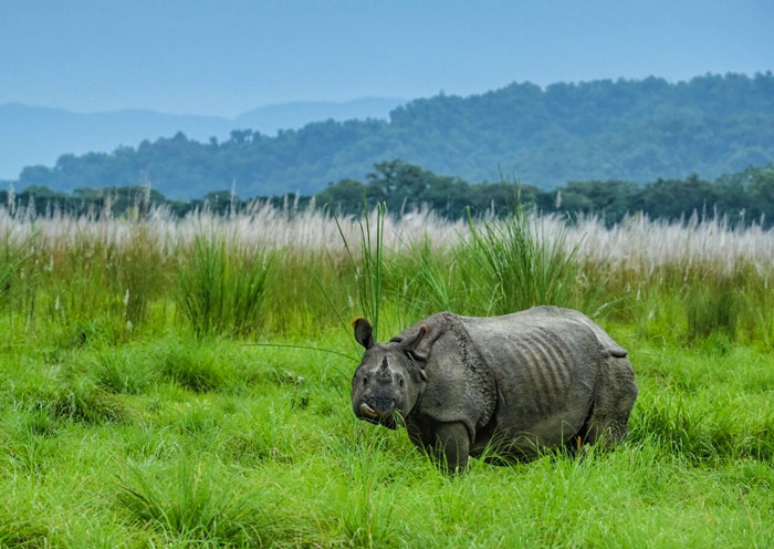 Rhinocero in grassland, Chitwan National Park