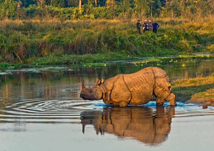 Experience a Jungle Safari in Chitwan National Park