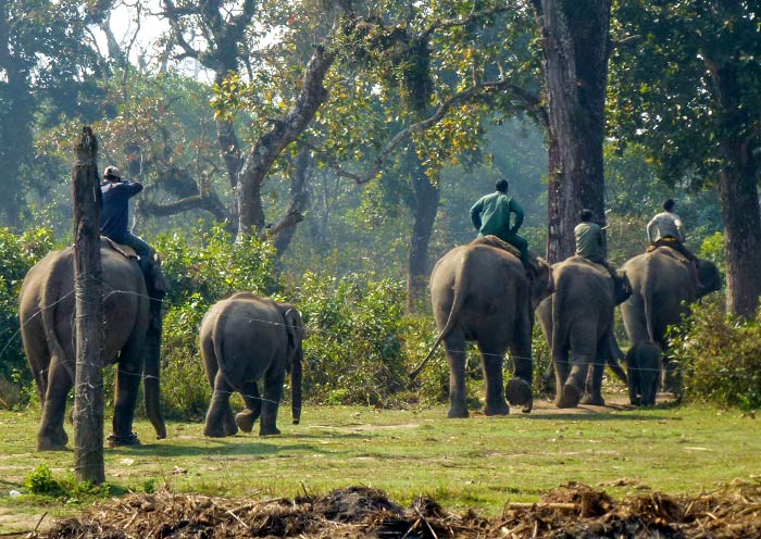 Rangers and Elephants, Chitwan